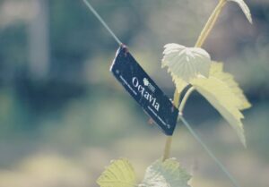 Apadrina una cepa de albariño