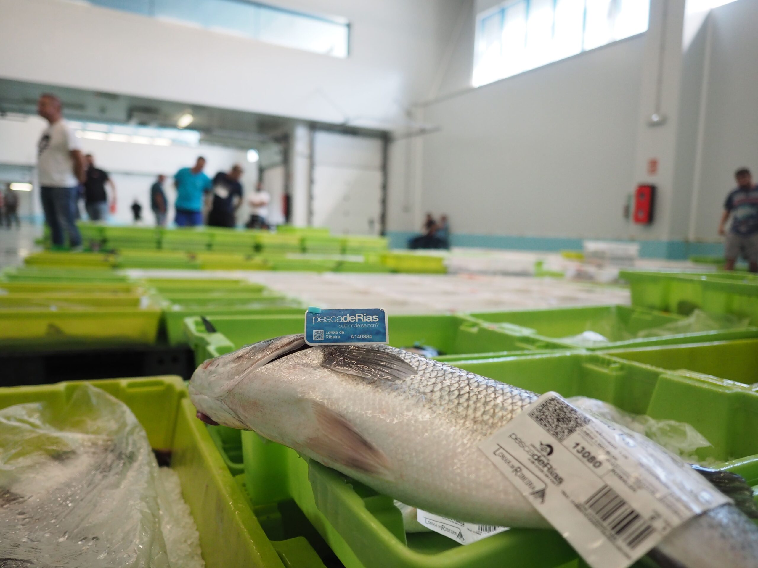 Nova Lonxa de Ribeira