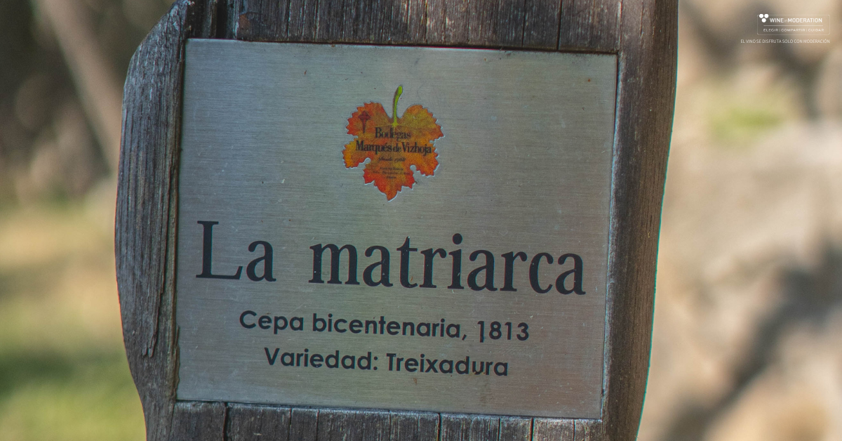 Cepa histórica La Matriarca de BODEGAS MARQUÉS DE VIZHOJA, viña de Treixadura